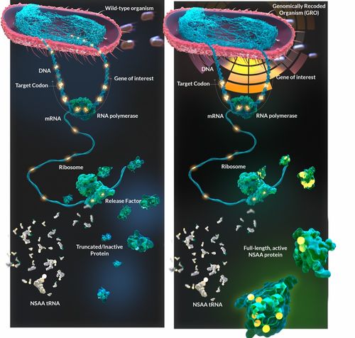 喬治·丘奇實驗室再啟新篇章 獲拜耳投資，以非天然氨基酸與工程化大腸桿菌重塑蛋白質藥物研發未來